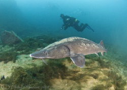 Mark with sturgeon. Capernwray. D200, 10.5mm. by Derek Haslam 